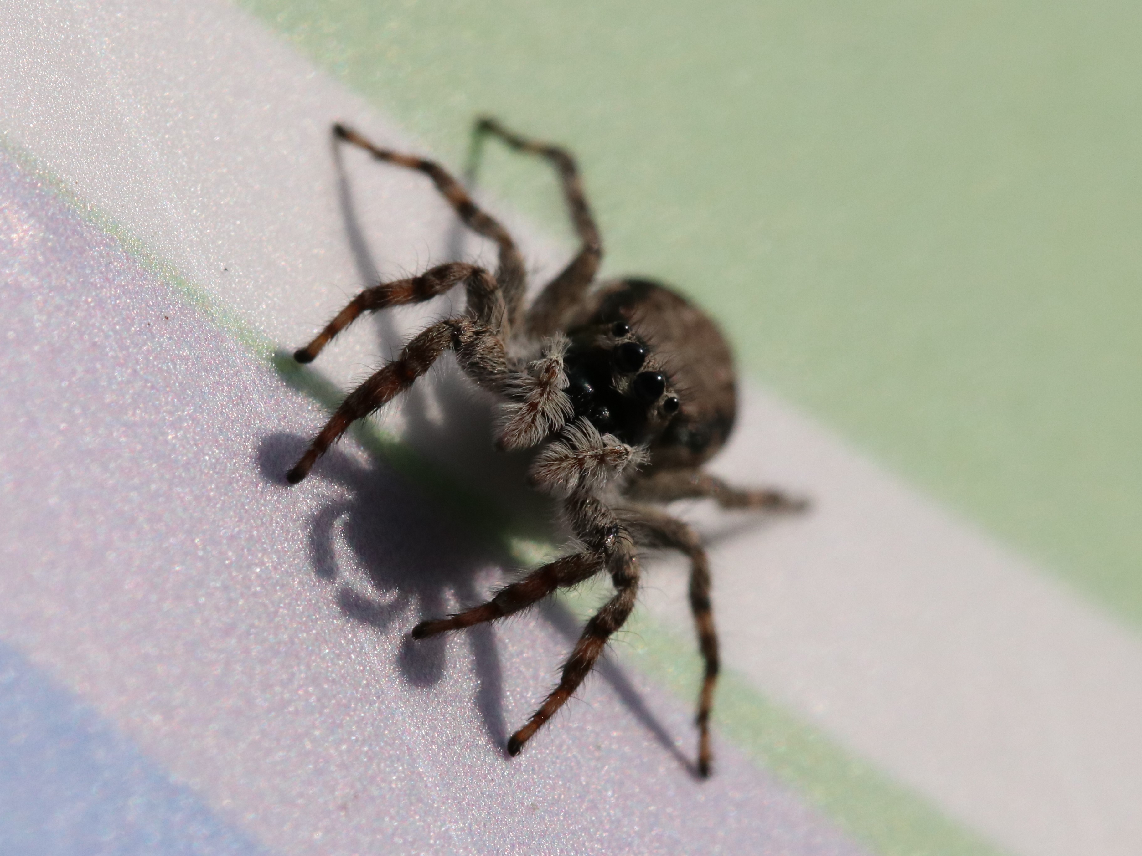 正面顔シラヒゲハエトリ